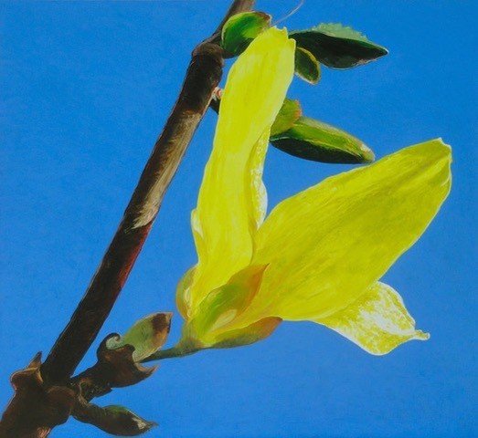 Forsythia, oil on canvas, 42 x 46 in.